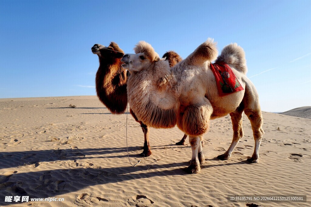 沙漠中的骆驼群
