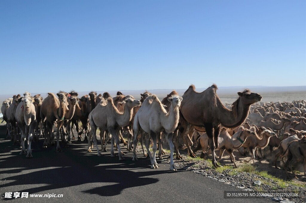 骆驼群在公路上行走