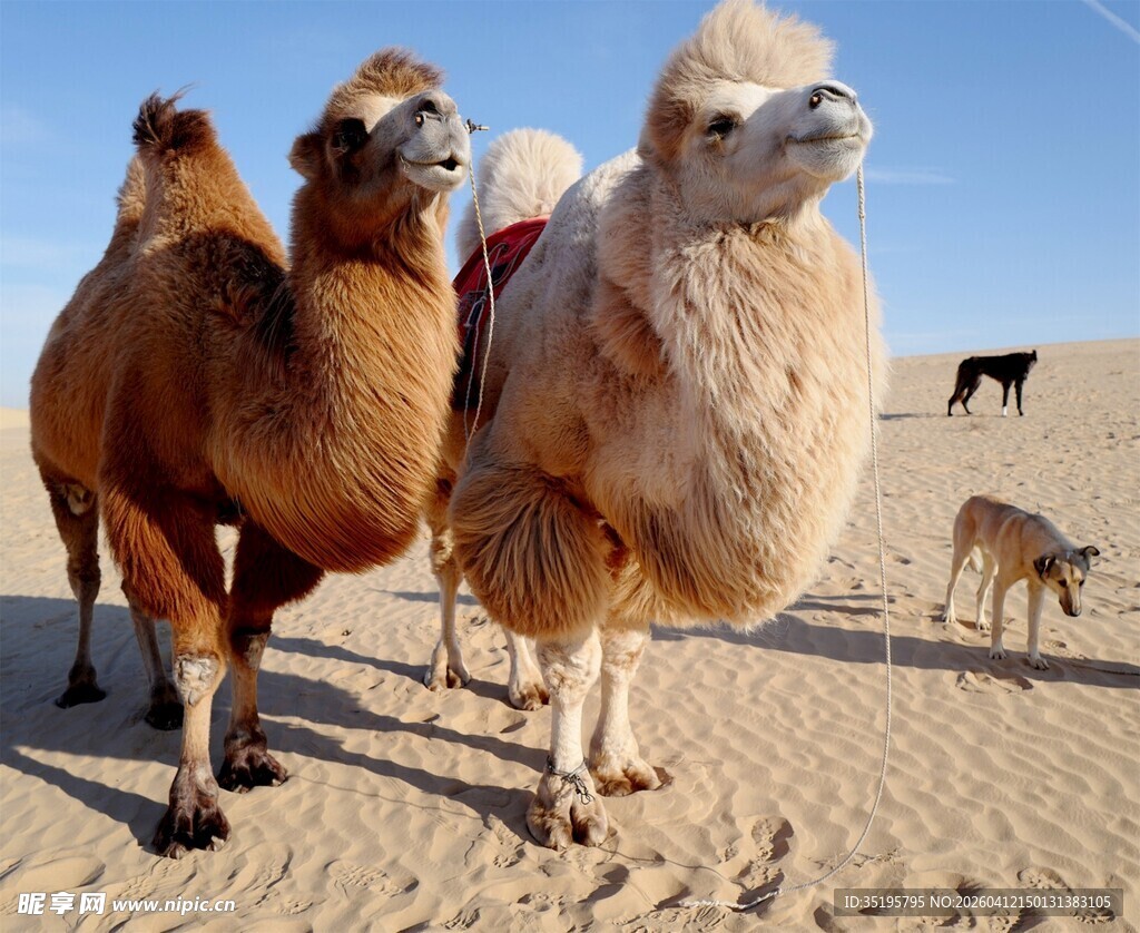 沙漠中的骆驼群