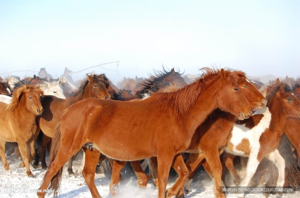 雪地中的骏马群