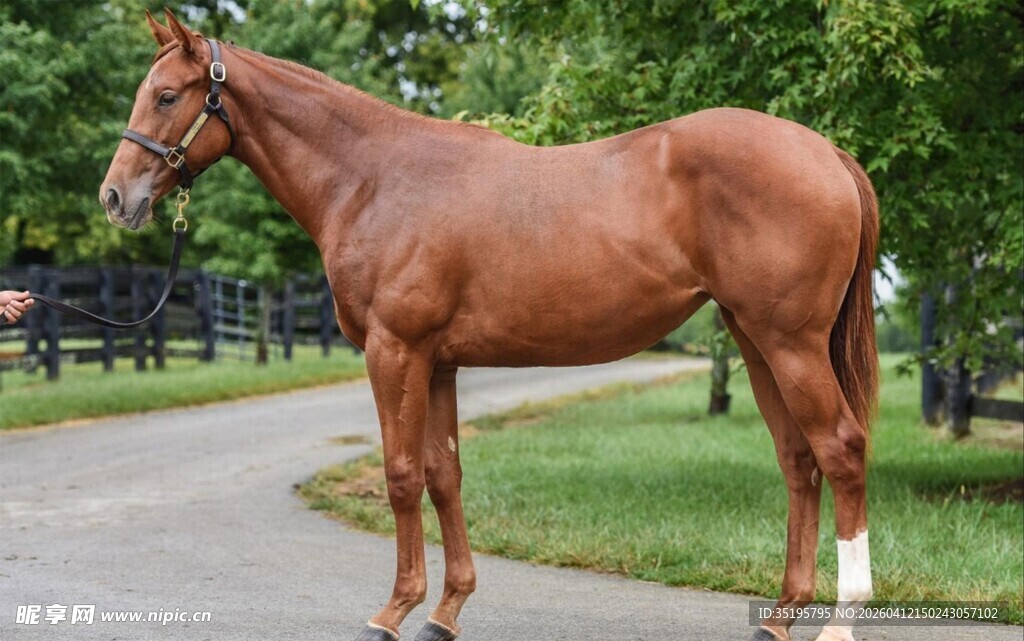 棕色骏马立于草地