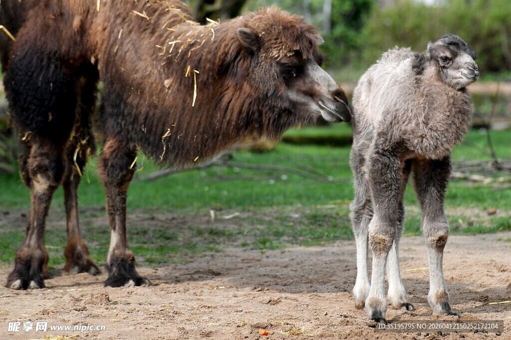 骆驼母子