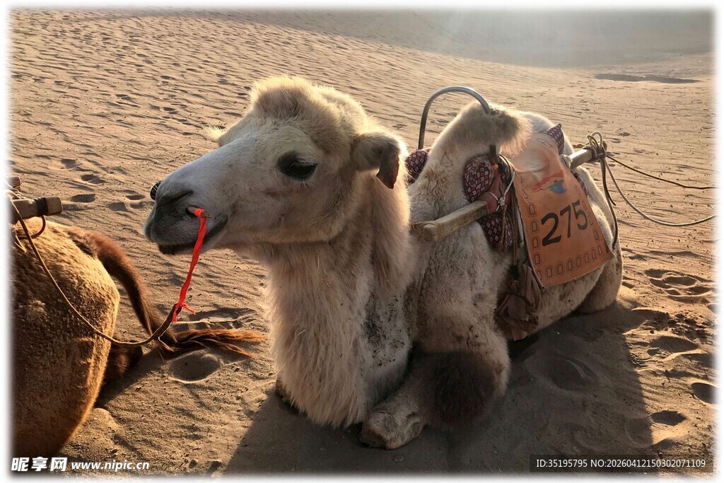 沙漠中休憩的骆驼