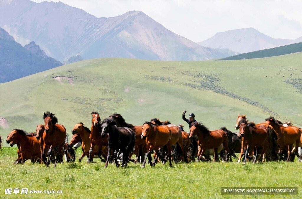 草原上奔腾的马群