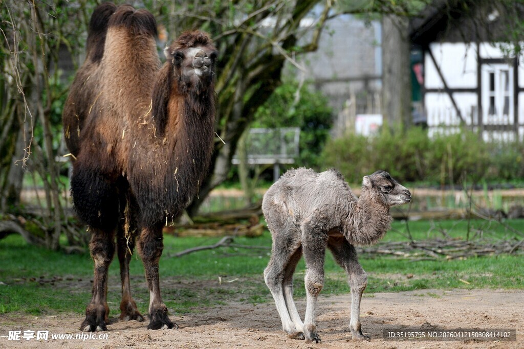 骆驼与幼崽在户外场景