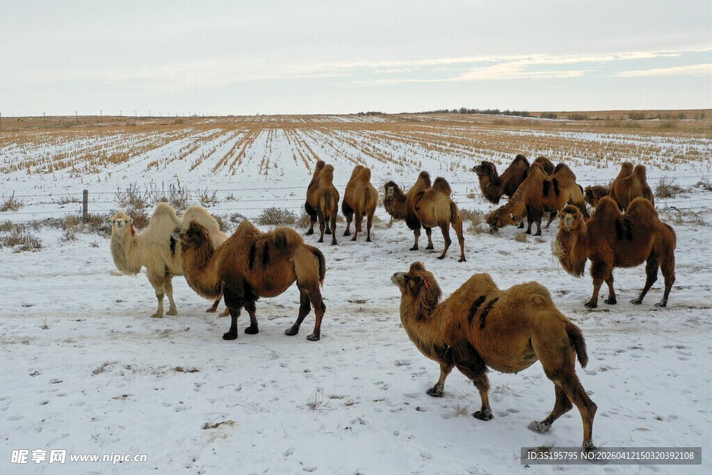 雪地中的骆驼群