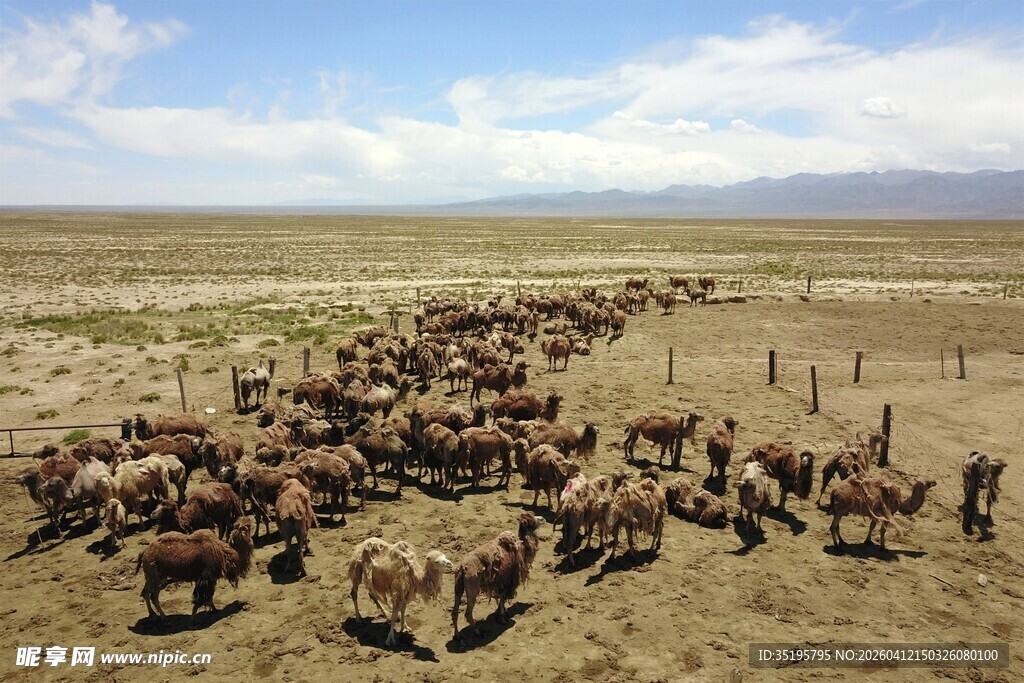 草原上的马群与牧人
