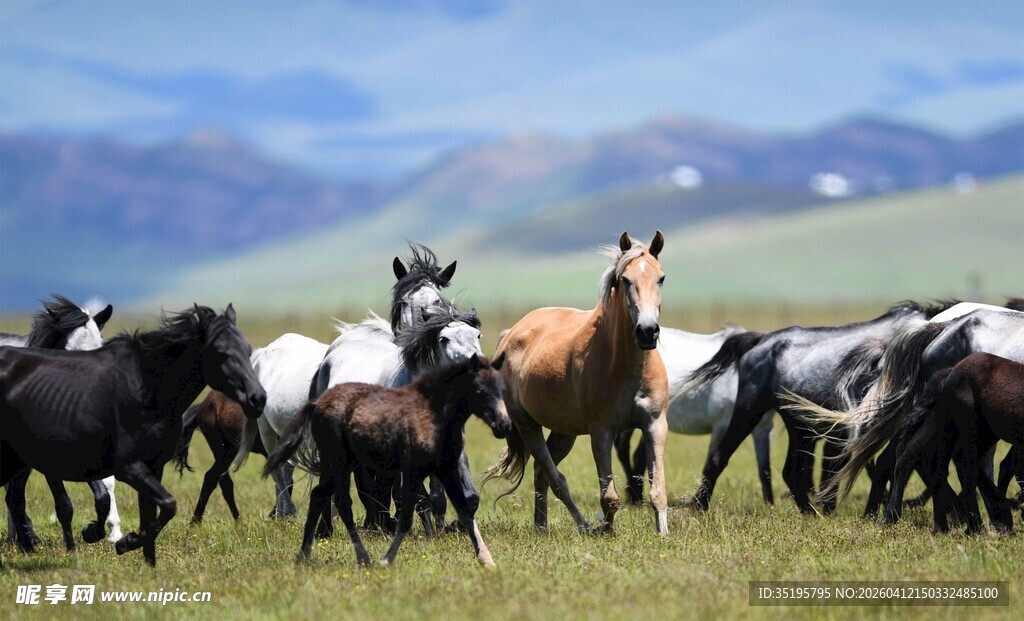 草原上奔腾的马群
