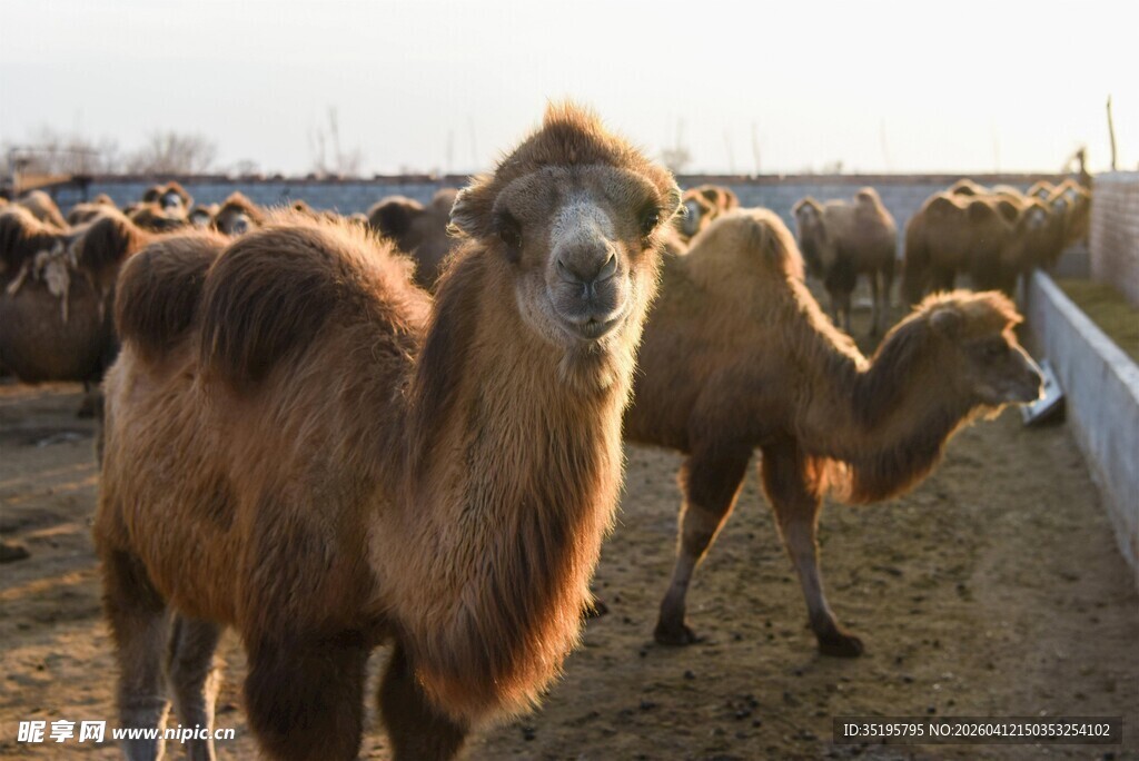 草原上的骆驼群