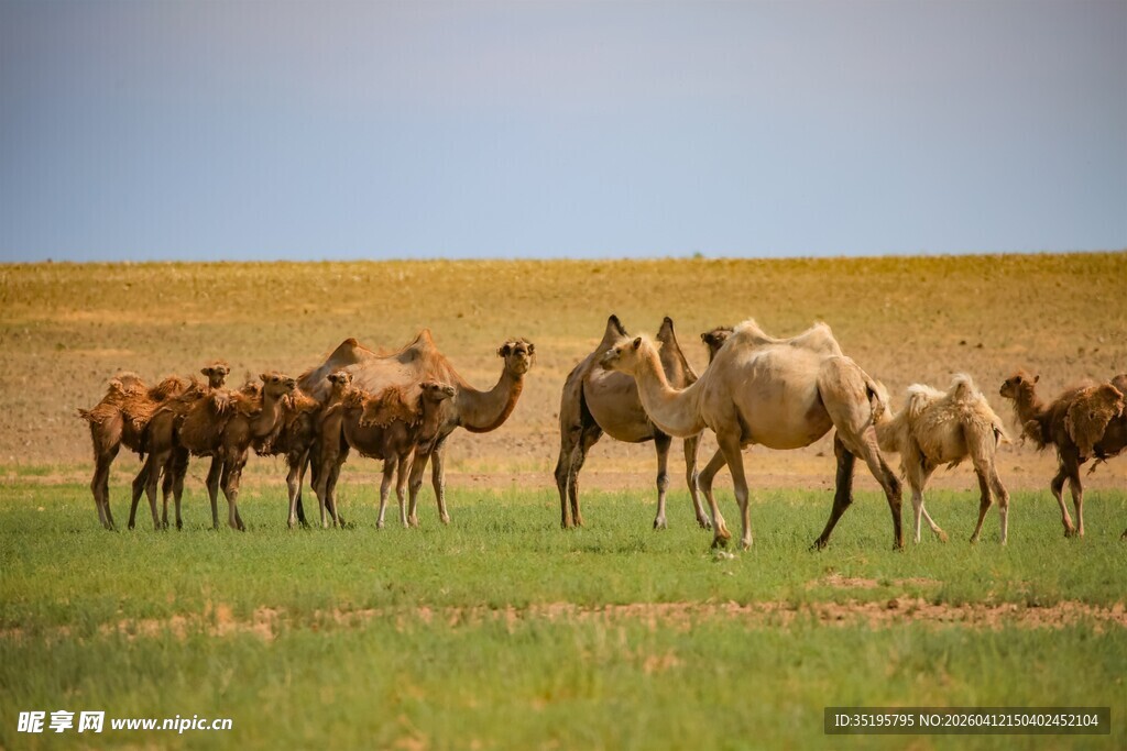 草原上的骆驼群