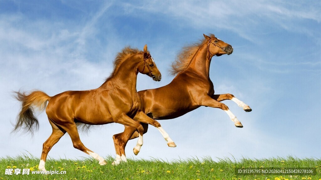 双马奔腾于绿野蓝天