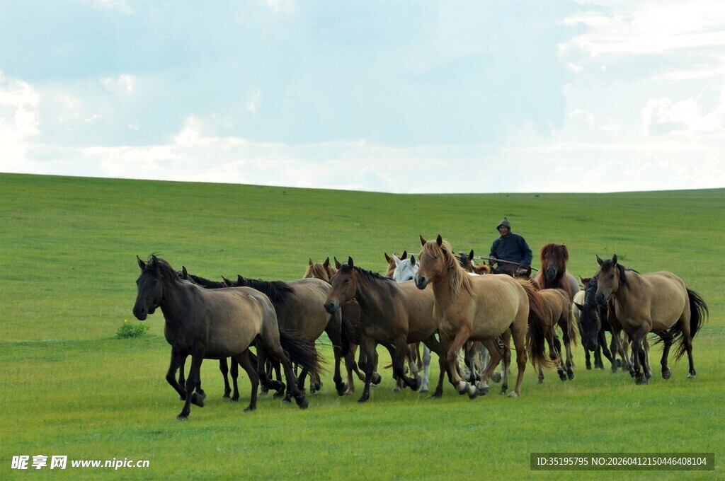 草原上奔腾的马群
