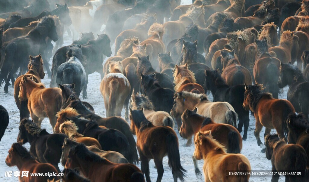 雪地中奔腾的马群