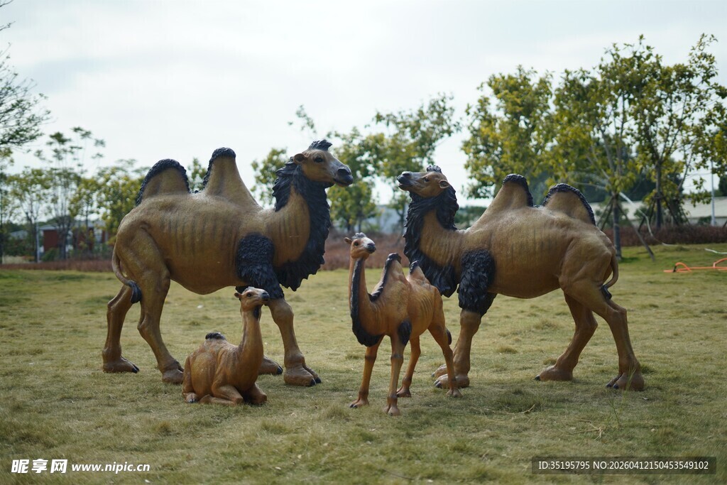 草原上的骆驼与骑手