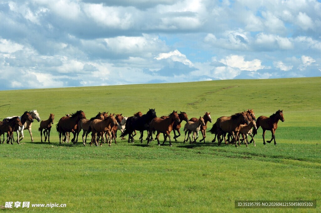 草原骏马奔腾