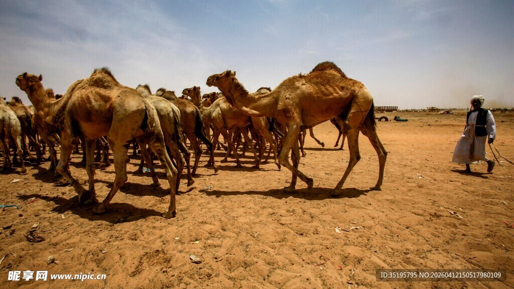 沙漠中行进的骆驼队伍
