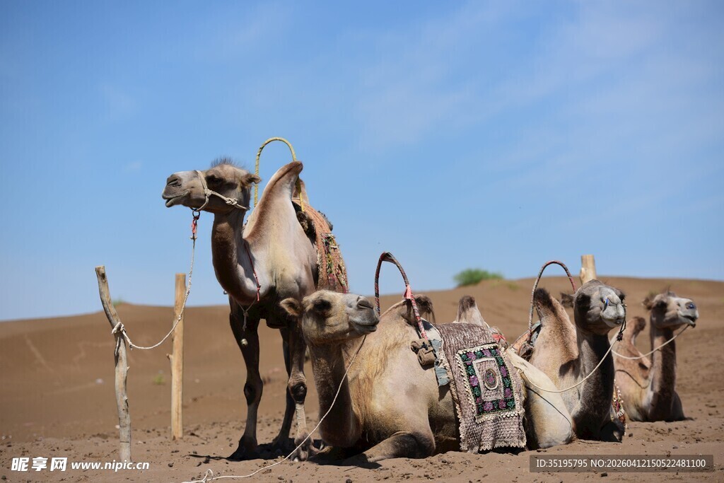 沙漠中的骆驼群