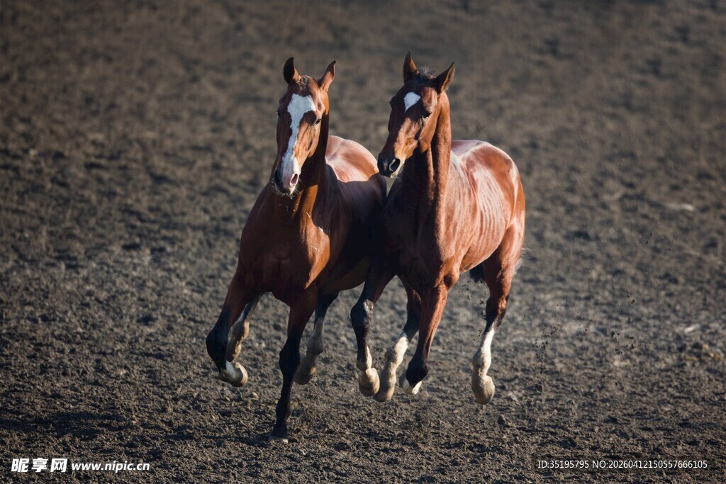 双马奔腾于旷野