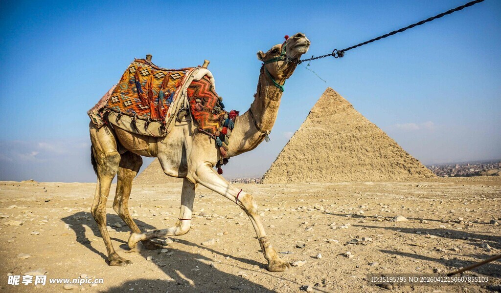 沙漠中骆驼与金字塔景观