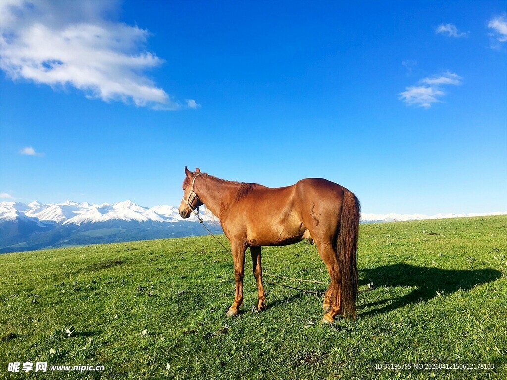 草原上的骏马