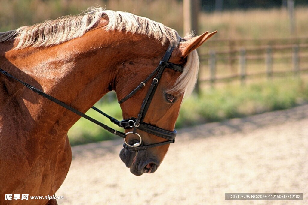 棕色骏马特写