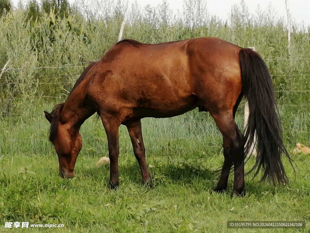 棕马于草地低头吃草