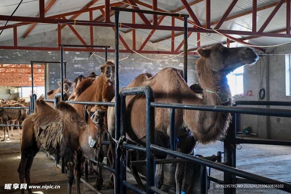 棚内的骆驼群