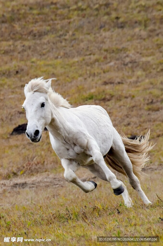 草原上奔腾的白色骏马