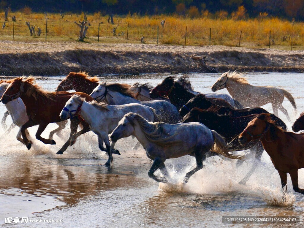 群马奔腾于水边壮丽场景