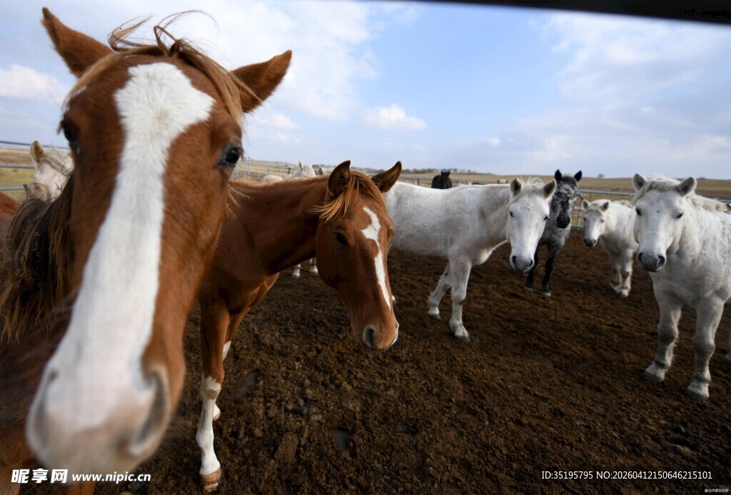 一群骏马在开阔场地