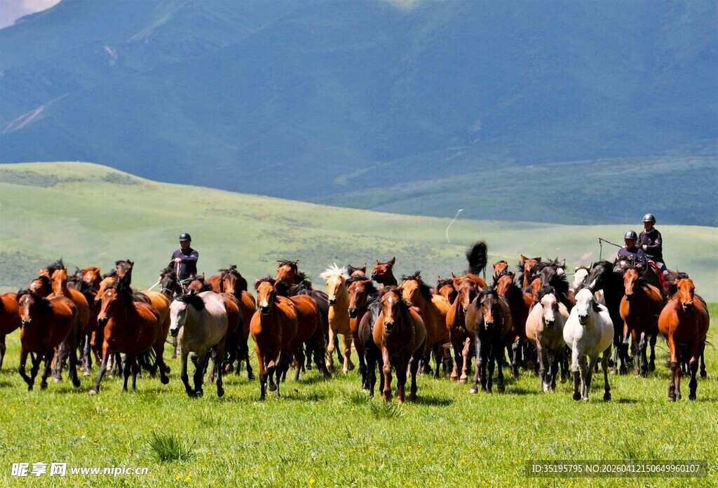 草原上的马群与骑手