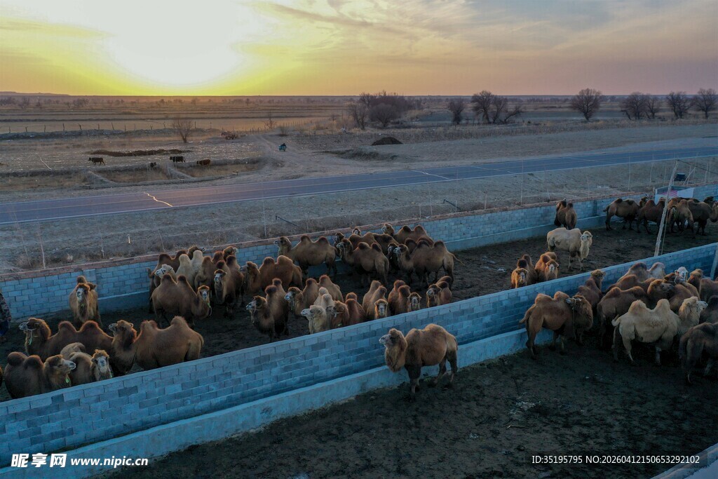 夕阳下的羊群与广袤原野