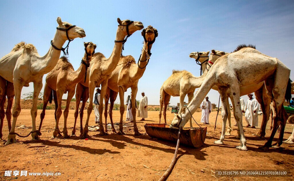 沙漠中一群骆驼聚集