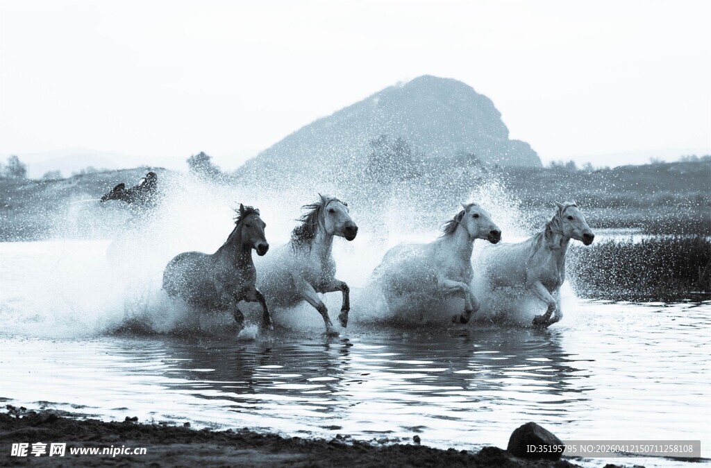 马群踏水奔腾的壮丽瞬间