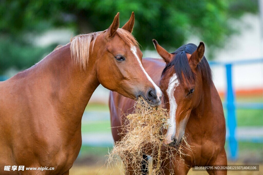 两匹骏马共食干草