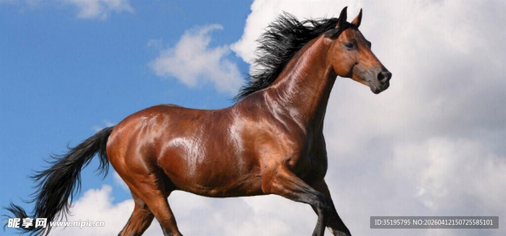 奔腾骏马于蓝天之下