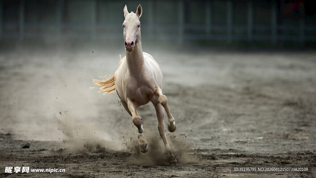 白马奔腾扬起尘土