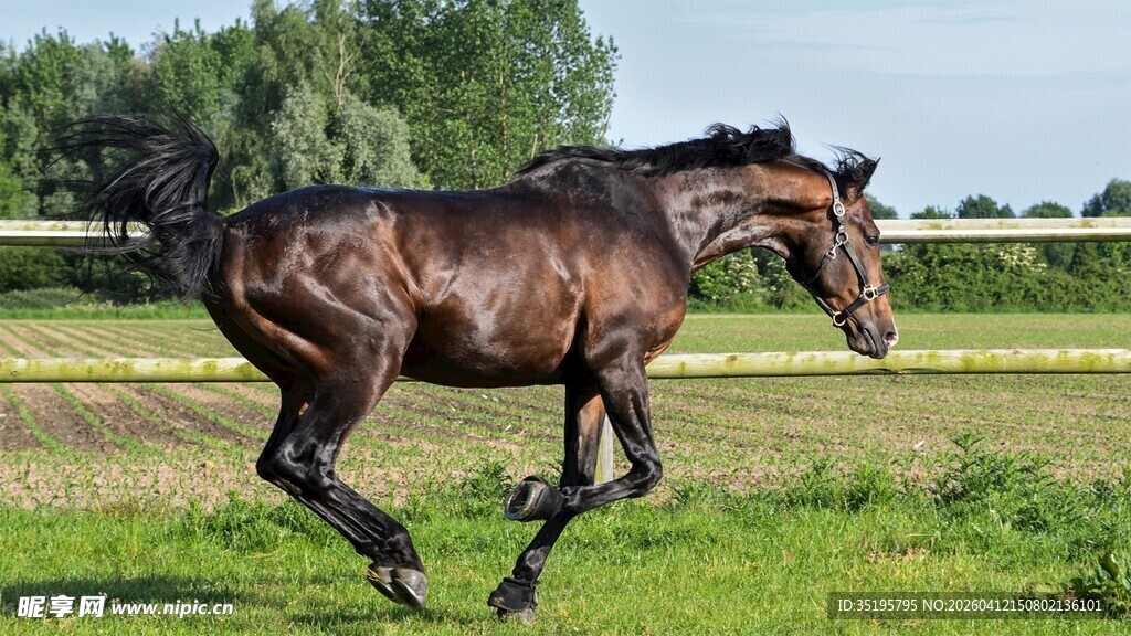 奔腾骏马于绿野之上