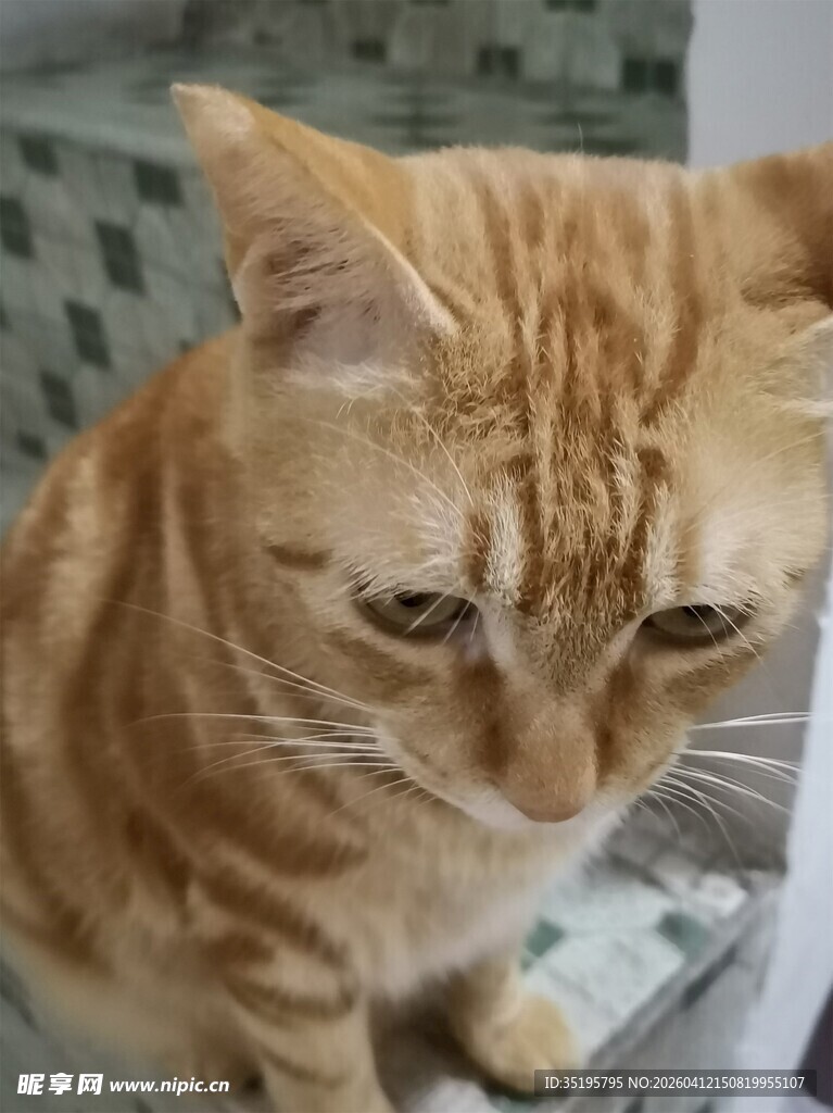忧郁橘猫低头神情落寞