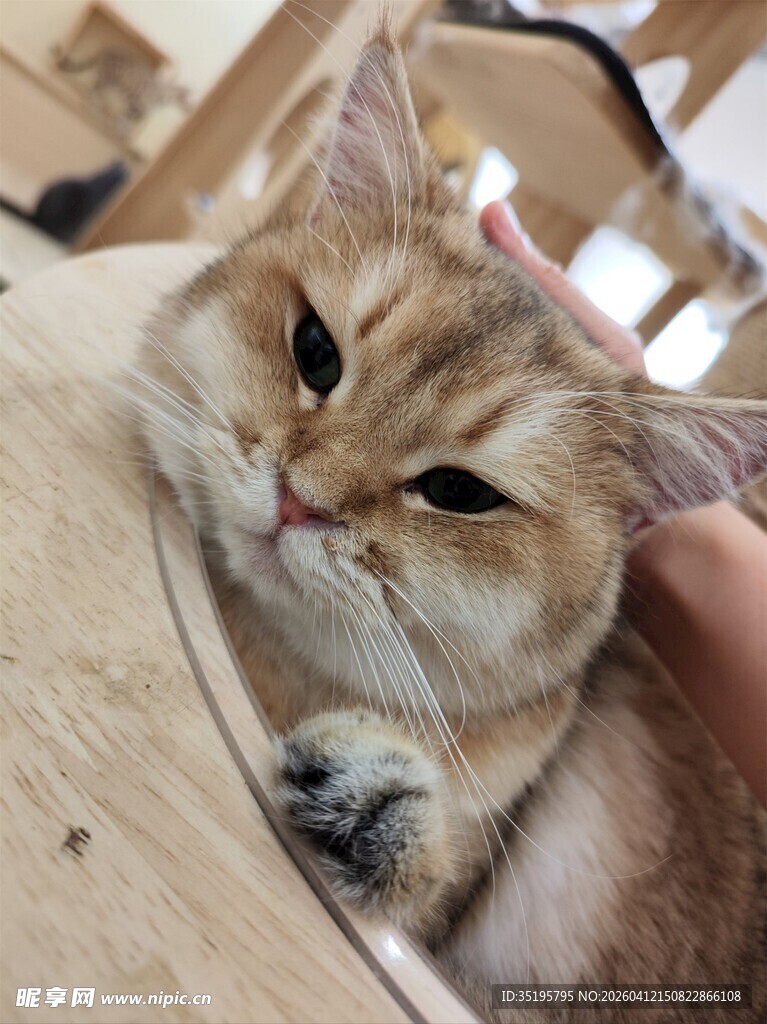 可爱猫咪惬意躺卧