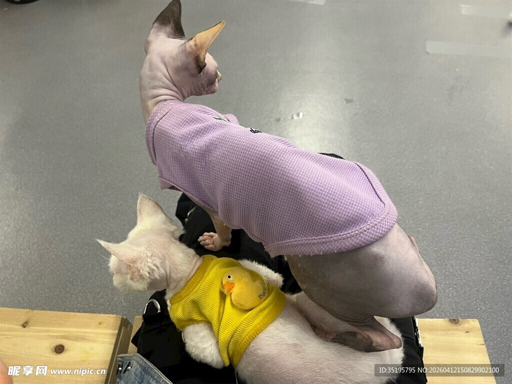 三只猫咪叠罗汉