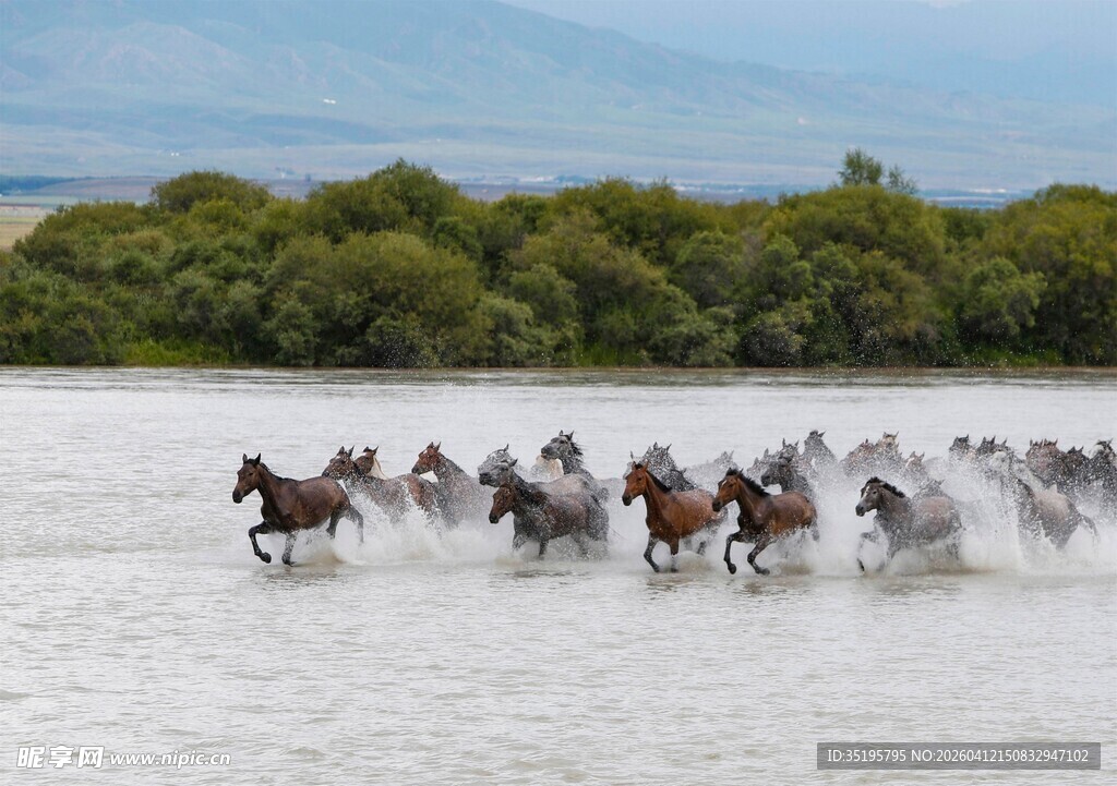 群马奔腾于浅水草原间