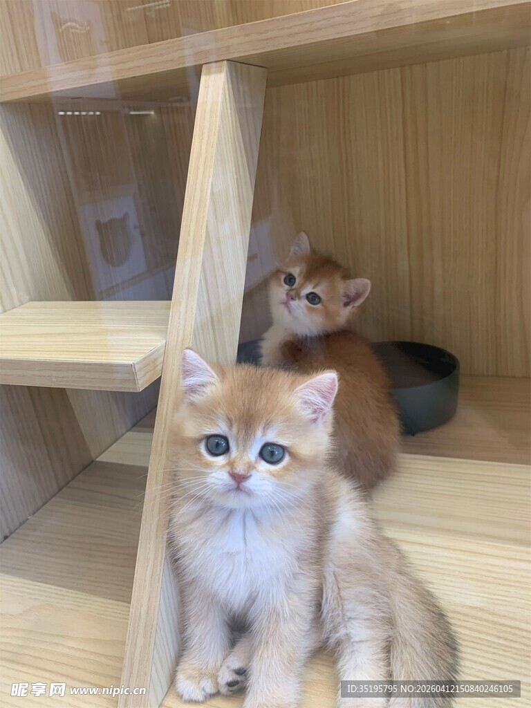 可爱小猫在木质架旁玩耍