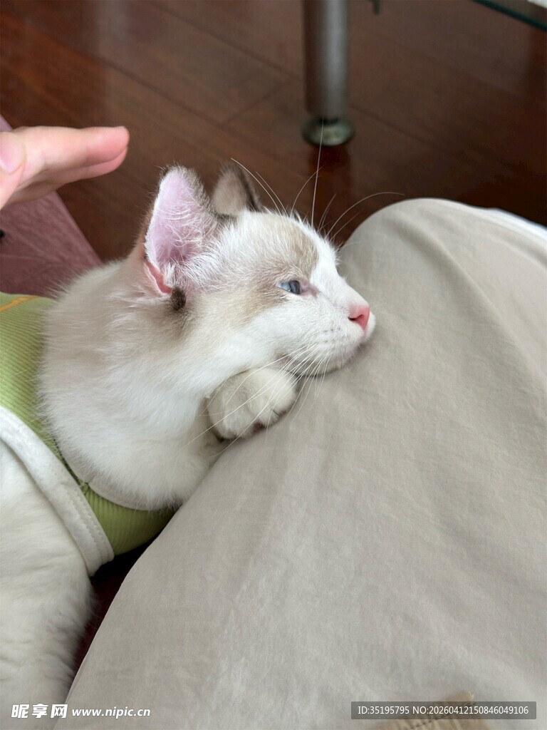 慵懒小猫惬意趴卧