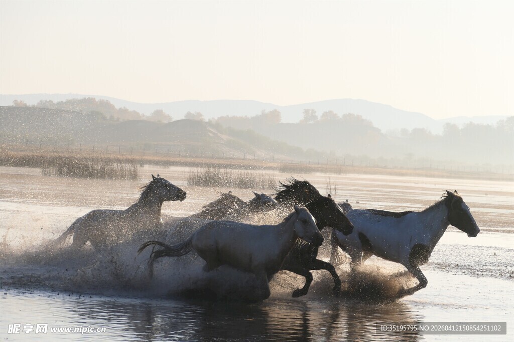 群马奔腾于水面