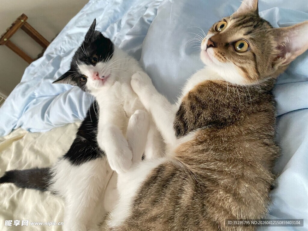 两只猫咪惬意躺卧床上