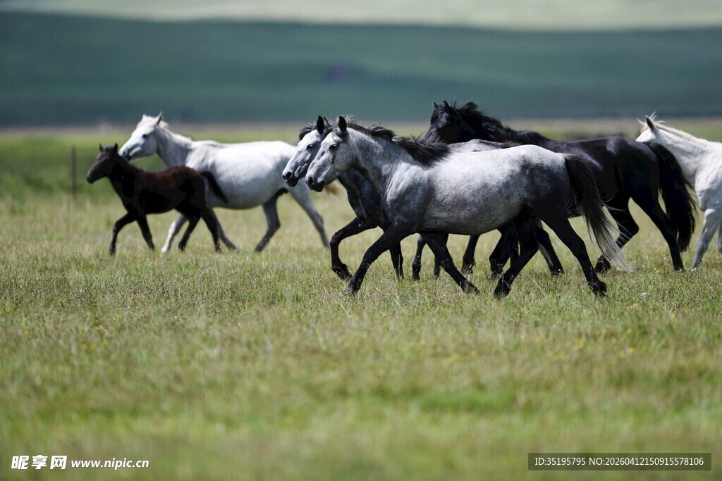 草原上奔腾的马群