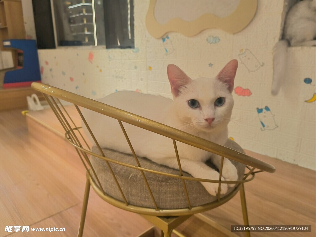 小猫坐椅模样乖巧可爱
