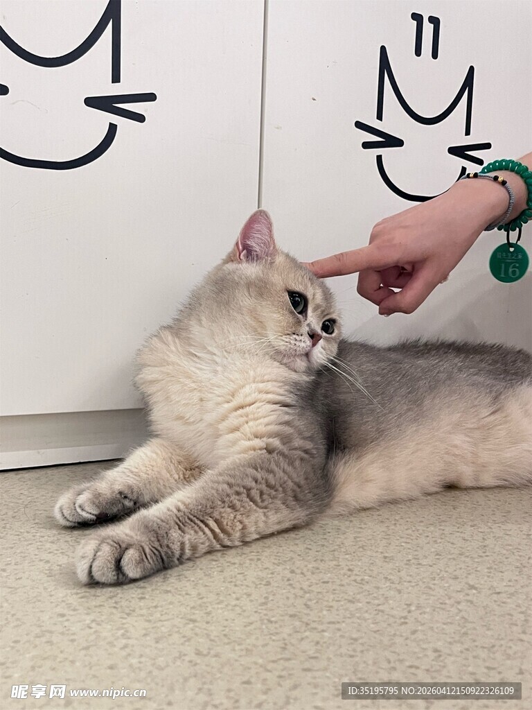 猫咪惬意享受逗弄时刻