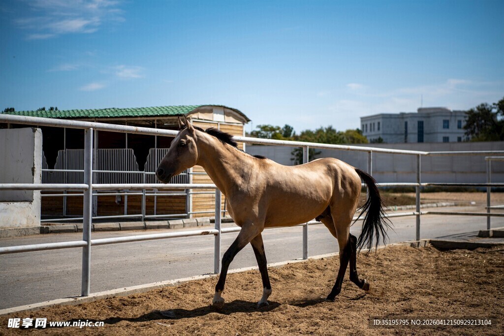 户外行走的俊俏骏马